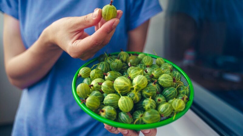 Triphala: Właściwości i Zastosowanie w Suplementacji