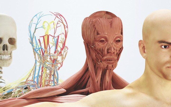 Atlas anatomiczny w fizjoterapii sportowej: jakie książki wybrać?