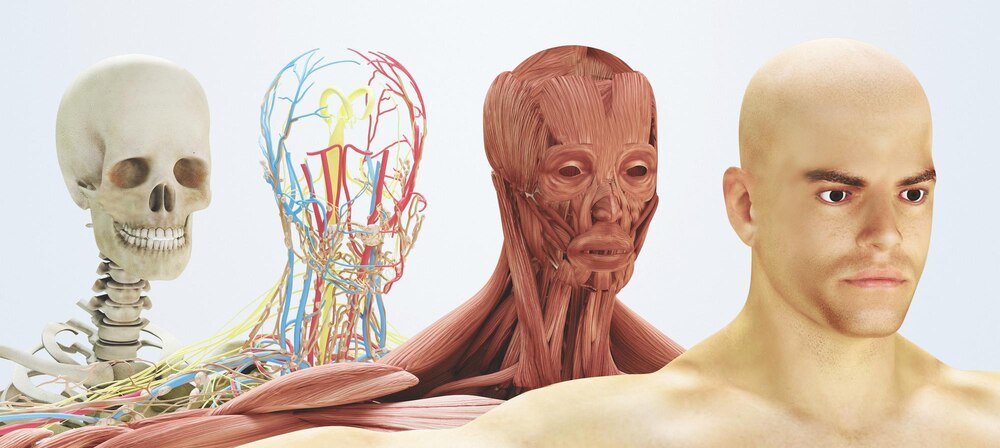 Atlas anatomiczny w fizjoterapii sportowej: jakie książki wybrać?